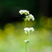 ソバの花