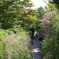萩の寺２