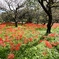 府中郷土の森公園7