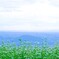 高原の蕎麦畑①