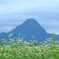 高原の蕎麦畑②