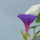 P1390016　アサガオ