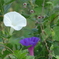 P1390017　アサガオ