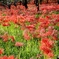 府中郷土の森公園40
