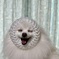 にこにこアザラシ