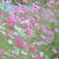 秋桜 20251003
