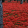 紅い海原