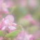 「Begonia」
