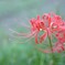 やっぱりこのお花を・・・