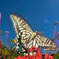 093A4143-21mm(テレコン)-F16-250930---Luminar
