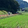 のどかな風景