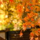 紅葉07