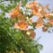 薄れゆく夏の記憶