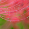 秋雨