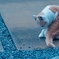 野良のような飼い猫らしい