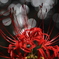 玉ボケ彼岸花