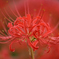 紅