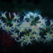 彼岸花　その2