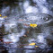 秋雨