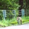 日光の猿