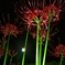 夜の紅