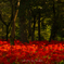 Le tapis rouge
