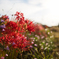lycoris