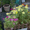 _1050397_DxO