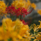 Red in yellow