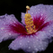 PENTACON50㎜ F1.8 MC