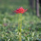 20251002_権現堂_DSC_3203-2
