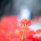 20251002_権現堂_DSC_3232-2