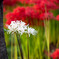 20251002_権現堂_DSC_3247-2
