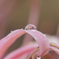 彼岸花に乗った雨粒