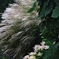 輝く薄と白花曼殊沙華