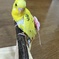  きみどりちゃん　たぶん♂　よく喋ってる。