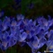 揺れるCrocus