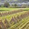 藁ポッチの整列と小田急3000系電車！