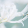 季節のお花達_176