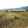 田園風景を走る小田急線！