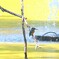 噴水とカワセミ