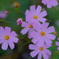 DSCF0258