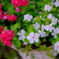 DSCF0247