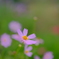 DSCF0250