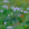 DSCF0251
