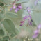 Lespedeza bicolor