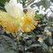 お茶の花