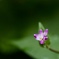 ミゾソバの花