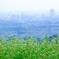 高原の蕎麦畑③