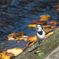 野鳥観察日記　ハクセキレイ